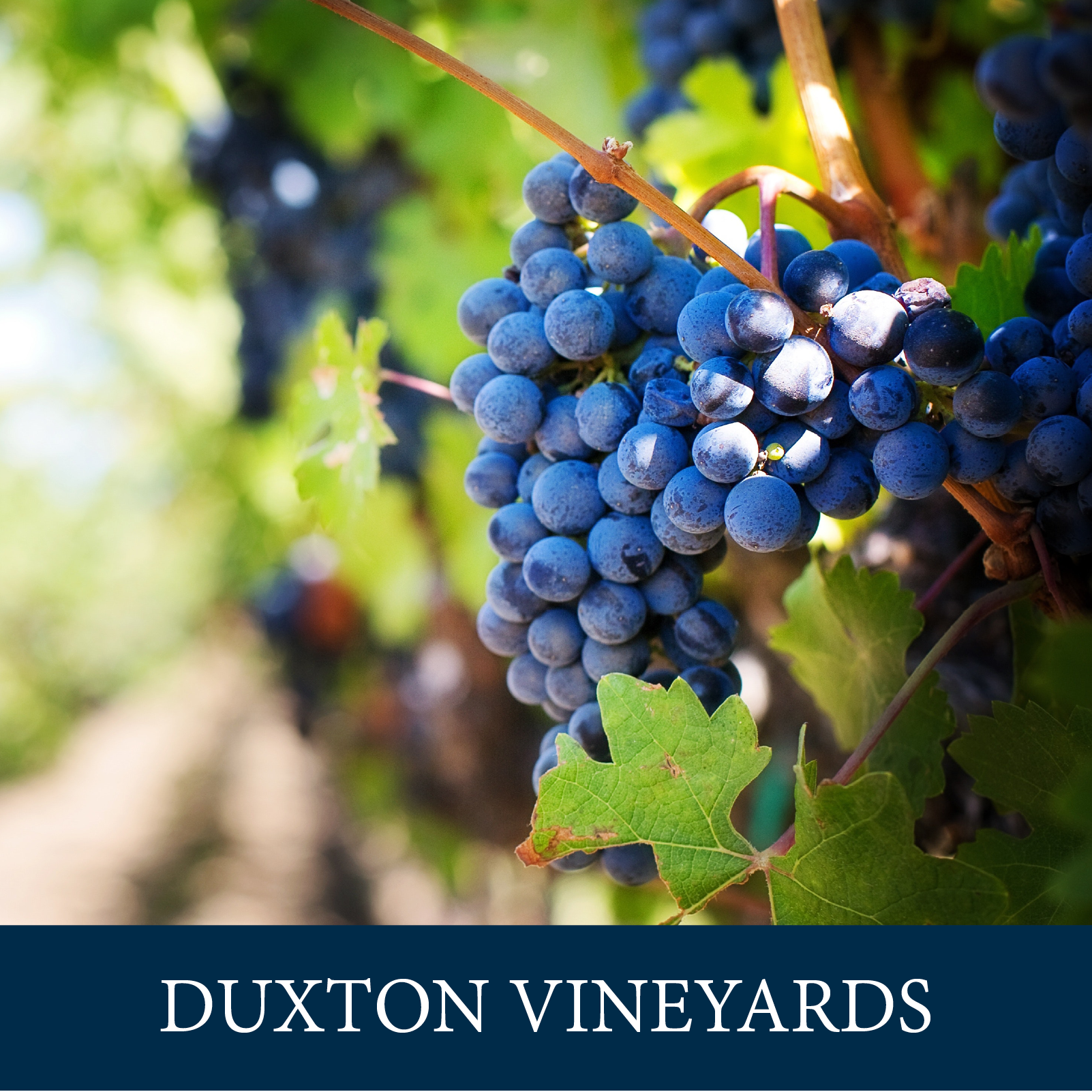 Duxton Vineyards